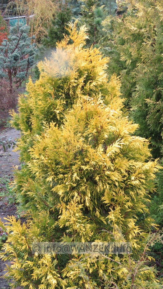 Thuja plicata Goldy 01b.JPG